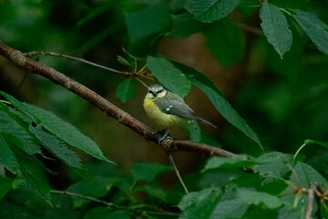 blue tit perched on a branch © Nathan