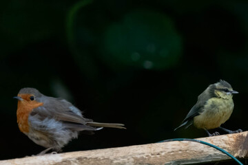 Robin and Blue Tit on a branch © Nathan
