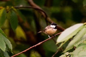 coal tit bird on a branch © Nathan