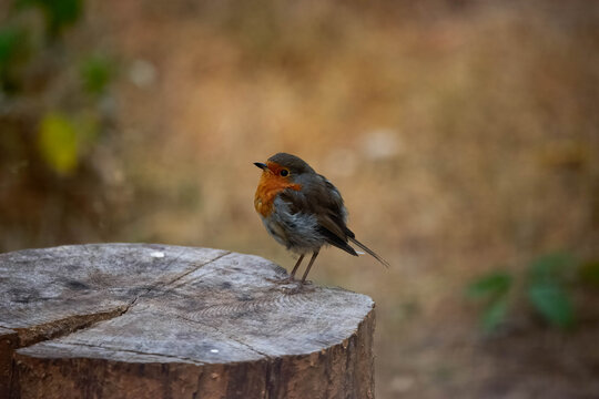 robin red breast