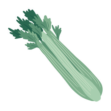Celery stalk flat vector illustration