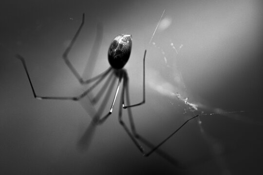 A solitary spider, hanging upside down from its web. Macro photography.