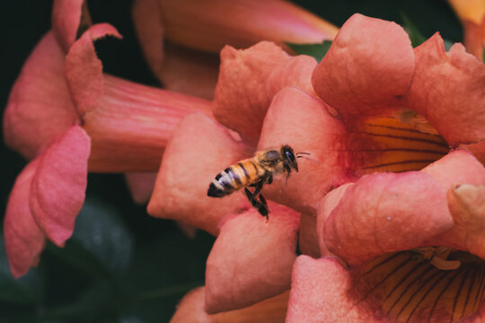 A bee pollinating a flower in summer. Macro photography. Bee in close-up. Bee alone.