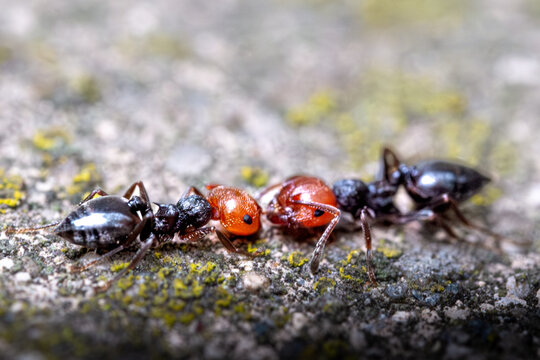 Two ants facing each other. Macro photography.