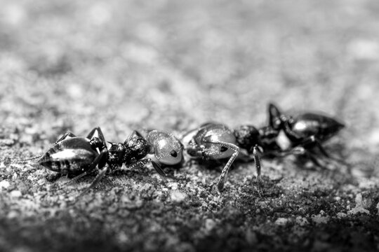 Two ants facing each other. Macro photography.