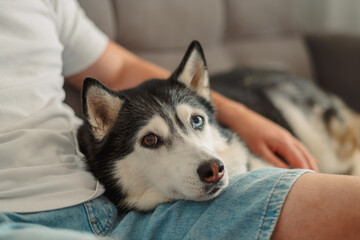 Husky turning its attention away at a noise during rest © iwavephoto