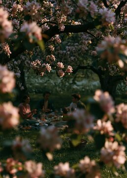 Group of people sitting under a tree with pink cherry blossom flowers. the tree is in full bloom, with the branches reaching up towards the sky.