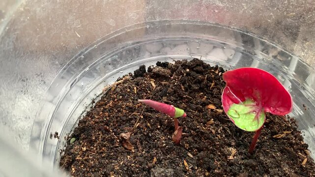 Real time camera movement revealing a young red Caladium plant growing inside a reused plastic container pot in Jakarta, Indonesia. Ideal for eco-friendly, zero waste, and home gardening concepts.