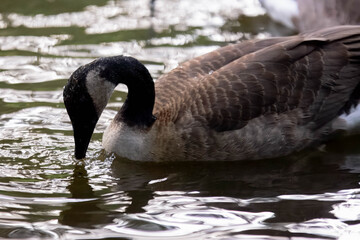 Fototapeta premium canada goose swimming