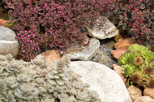 A small lizard basks on a blooming sedum in a rock garden among rocks and succulents.
