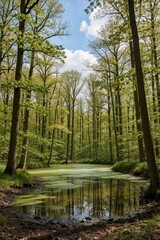 Naklejka premium Green oak forest in spring with small pond. Tall trees grow near calm water surface. Sunlight shines through leaves on vegetation. Peaceful woodland scenery with algae on lake in nature reserve