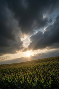 Corn field with dramatic sky at sunset. Sun rays pierce through dark clouds over green crops on a rural hillside. Evening light bathes the land.