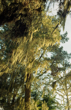 Old-growth pine tree branches draped in hanging Spanish moss or lichen