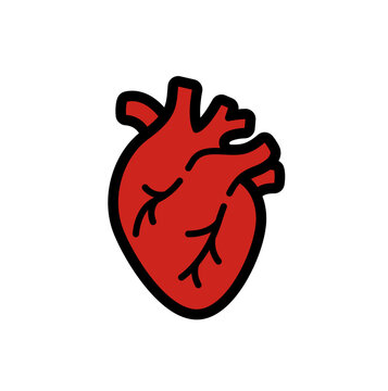 Anatomical Heart Icon