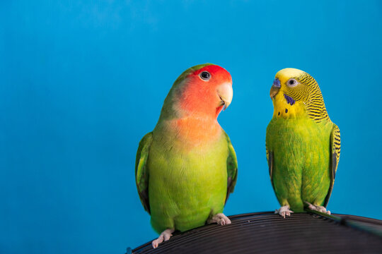 Rosy faced lovebird and budgerigar looking at each other on birdcage. Domestic parakeets communication, blue background with copy space