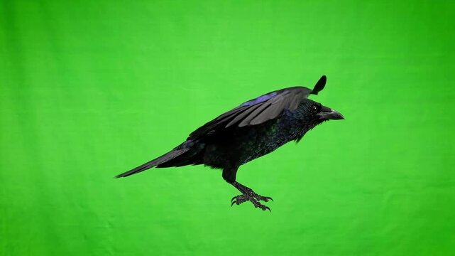 Black Crow Flying on Green Screen Chroma Key Background