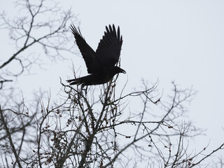 Naklejka premium Mystical Black Crow Taking Flight From Winter Tree Branch in Dynamic Motion