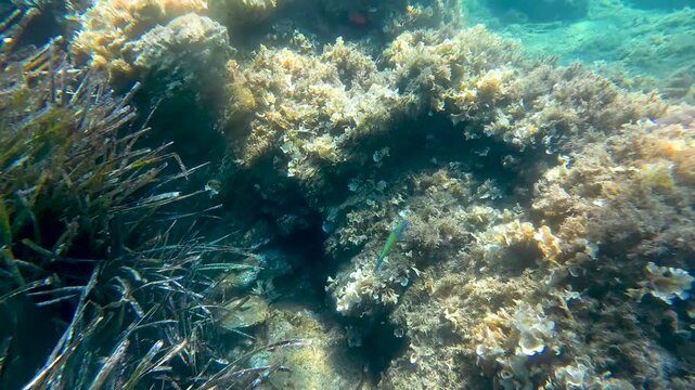Underwater camera drifting forward smoothly over colorful aquatic sea floor
