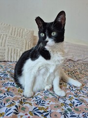 Black and white domestic cat sitting on patterned bed cover © maria