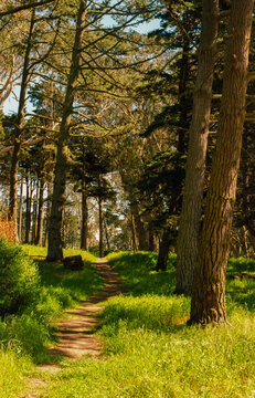 Dappled sunlight on a dirt hiking trail through a lush coastal pine fo