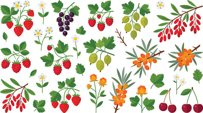 Minimalist Forest Berries Flat Vector Clip Art Set Featuring Wild Strawberries Blackberries Raspberries Gooseberries Barberries Sea Buckthorn Cloudberries and Cherries with Leaves and Blossoms