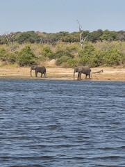 Obraz premium elephants in water