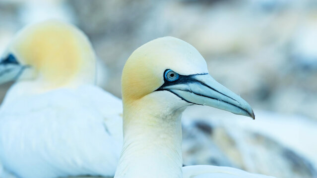 Northern Gannet close-up portrait, blue eye and bill detail