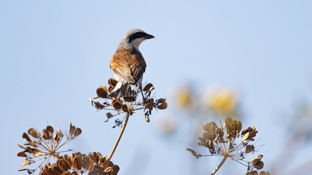 Male Red-backed Shrike (Lanius collurio) Perched on Dry Wildflower in August
