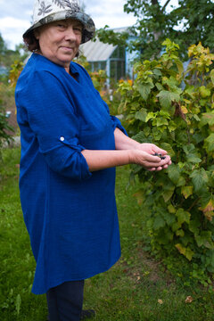 Mature woman holding and showing freshly picked black currants while standing beside berry bushes in a home garden. Female gardener presenting her summer harvest of homegrown fresh berries