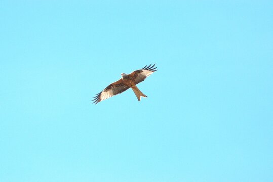 Red kite soaring through a clear blue sky with wings fully spread, showing its distinctive forked tail and elegant flight in open air.