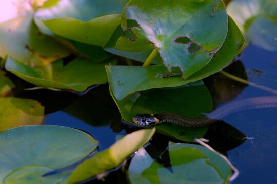 Grass snake swimming through a garden pond between green water lily leaves, showing its distinctive head markings in a natural aquatic habitat.