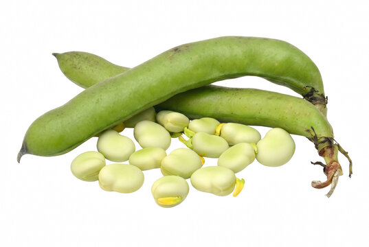 Fresh Raw Broad Beans and Pods