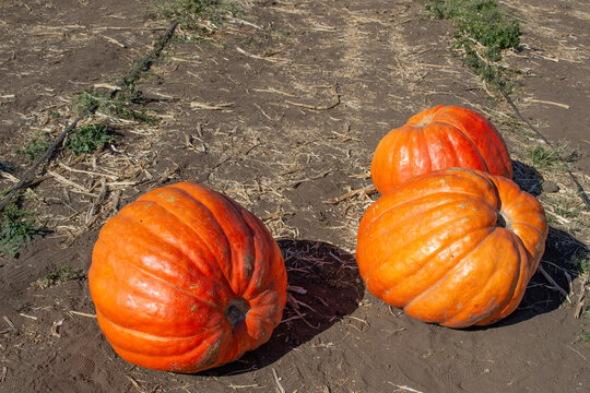 Three large bright orange pumpkins resting on dry ground in a pumpkin patch field