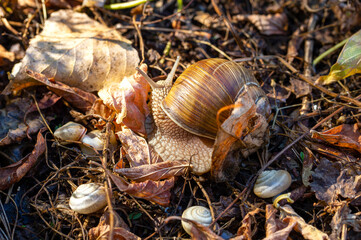 Close view of a large Roman snail moving among dry fallen leaves, twigs, and small shells on a sunlit forest floor in warm autumn light © ravital