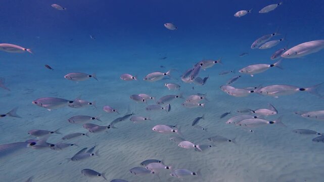 Large school of saddled bream fish gliding in sync over rippled sandy ocean floor, slow motion