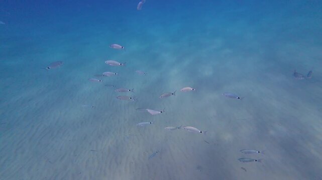Underwater shot of a school of saddled bream fish swimming above a sandy seabed, slow motion