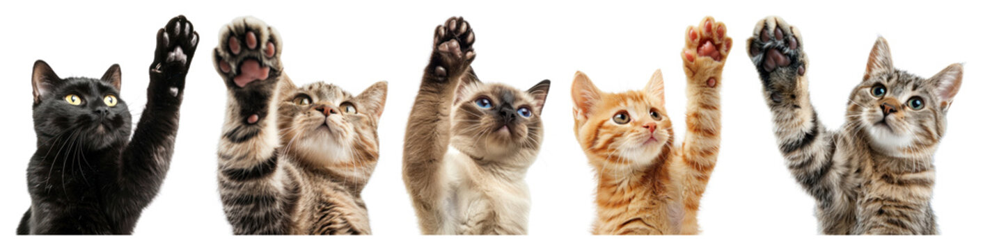 PNG Playful kittens reaching upward on transparent background