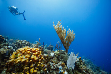 A scuba diver explores a vibrant coral reef, observing the diverse marine life and intricate formations in their natural habitat. © Pete Niesen Photo