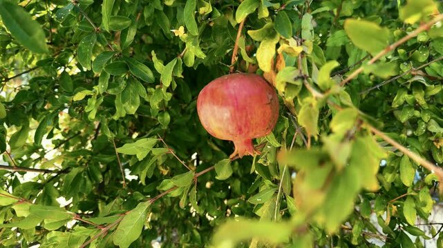 Fresh Ripe Pomegranate Fruit Growing On Branch Among Dense Green Leaves 