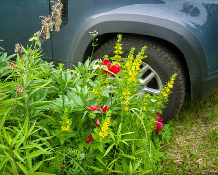 car crushed flowers