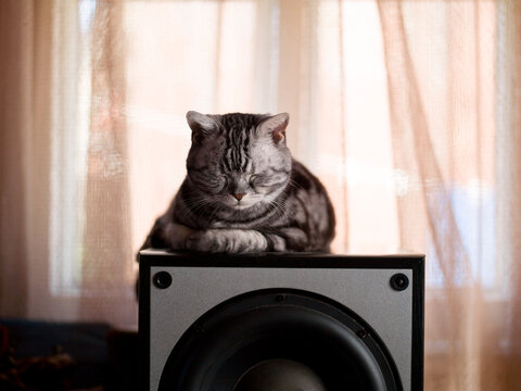 cat sleeping on the loudspeaker