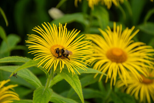 Bumblebee on a Hooker's Inula Flower