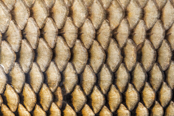 Detailed macro background of golden fish scales, seamless natural pattern texture of freshwater carp. © Volodymyr Shevchuk