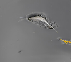 Duck feather floating on still water © Christian