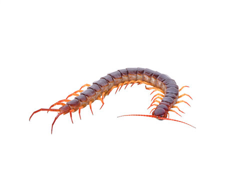 Brown centipede crawling with curved crawling position legs long on transparent background