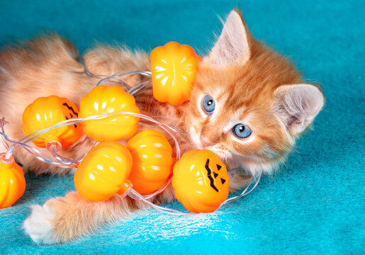 A cute little kitten with a Halloween garland of artificial pumpkins on its head lies on a blue blanket. Halloween concept