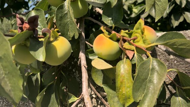 Unripe Persimmon Fruits Growing On Tree Branch With Green Leaves In Orchard 