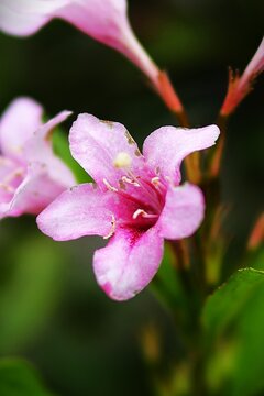 Close-up of pink weigela blossoms showing delicate trumpet-shaped peta