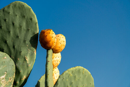 Prickly pears ripening on the cactus at sunset.