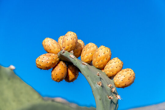 Prickly pears ripening on the cactus at sunset.